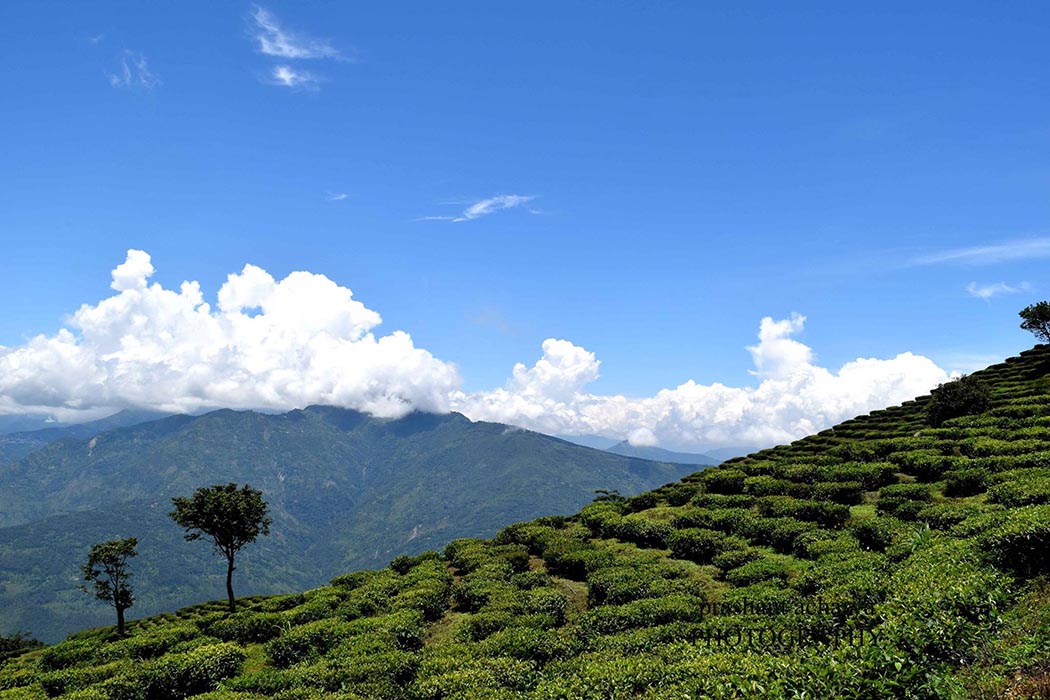 Peshok Tea Garden In Darjeeling